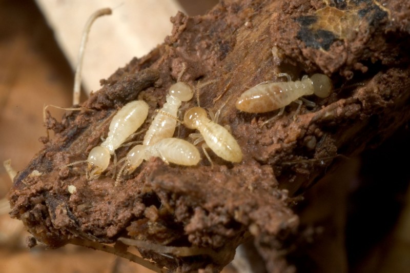 Identifying The Benefits Of Termite Control In Oceanside