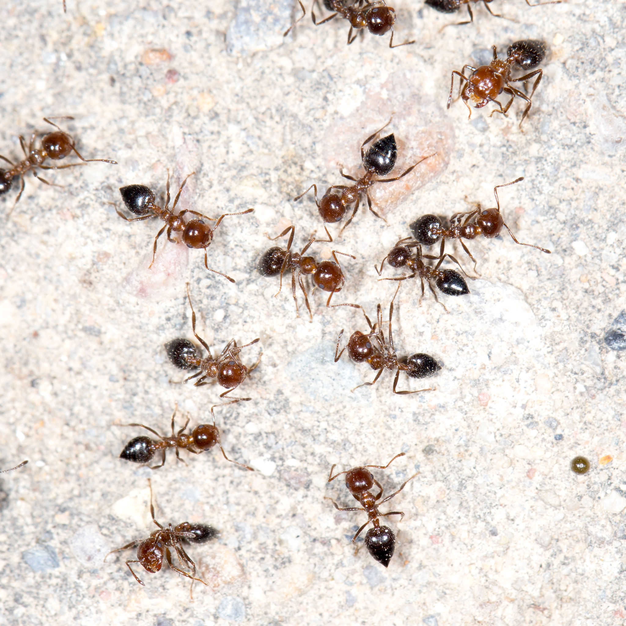 When to Call an Ant Exterminator in Tulsa, OK