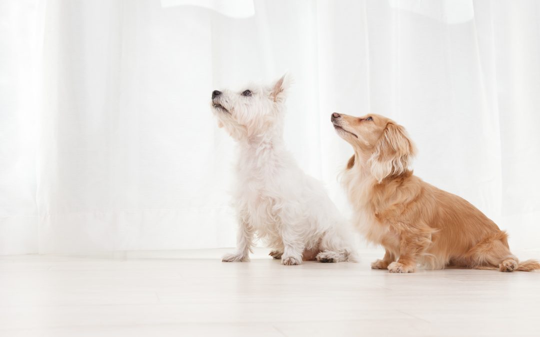 The Benefits of Dog Training in Houston TX