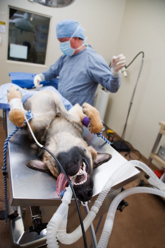 How to Handle a Pet in Shock Before Getting to a Vet in Bowie