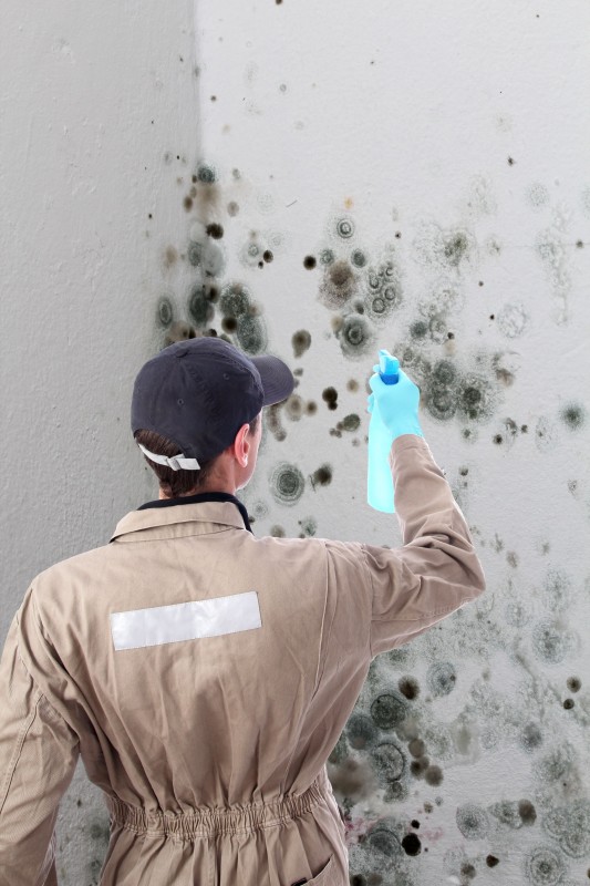 Why Calling for Professional Mold Removal Services in Waldorf Matters
