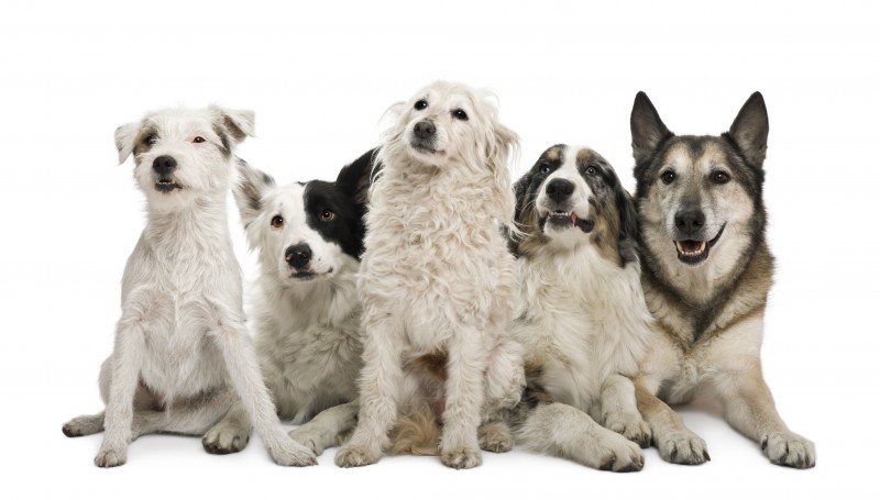 Essential Pet Supplies in Folsom CA for a Dog Owner